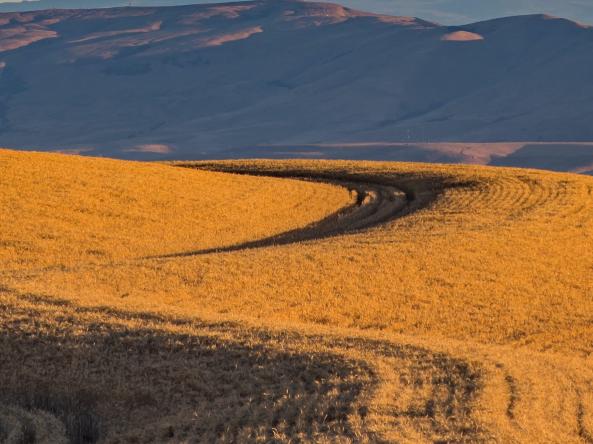A field of wheat in Oregon.
